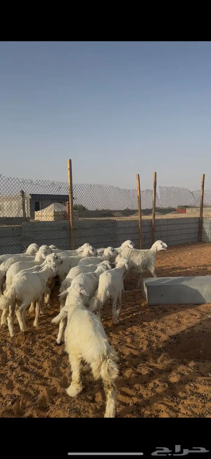 ذبايح هرافا حريات الخرج 7
