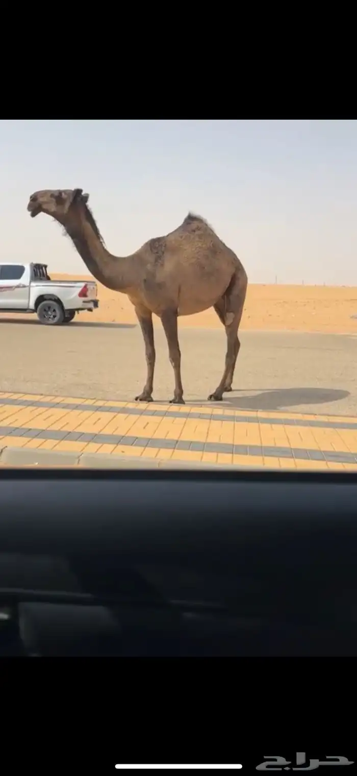 بكره صفرا حقه كفو جدا ابوها ولد عليان بعير دبيان 3