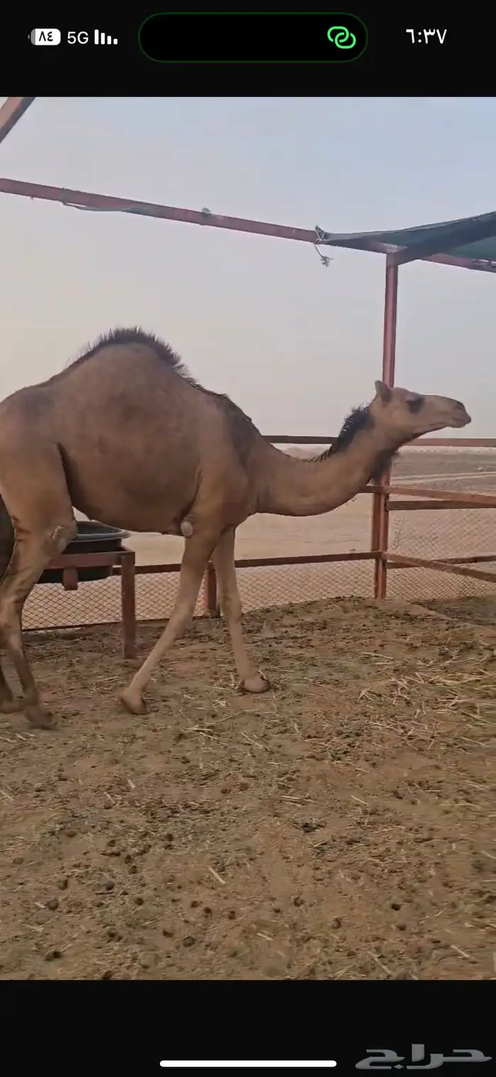 بكره ساحليه فاخره 7