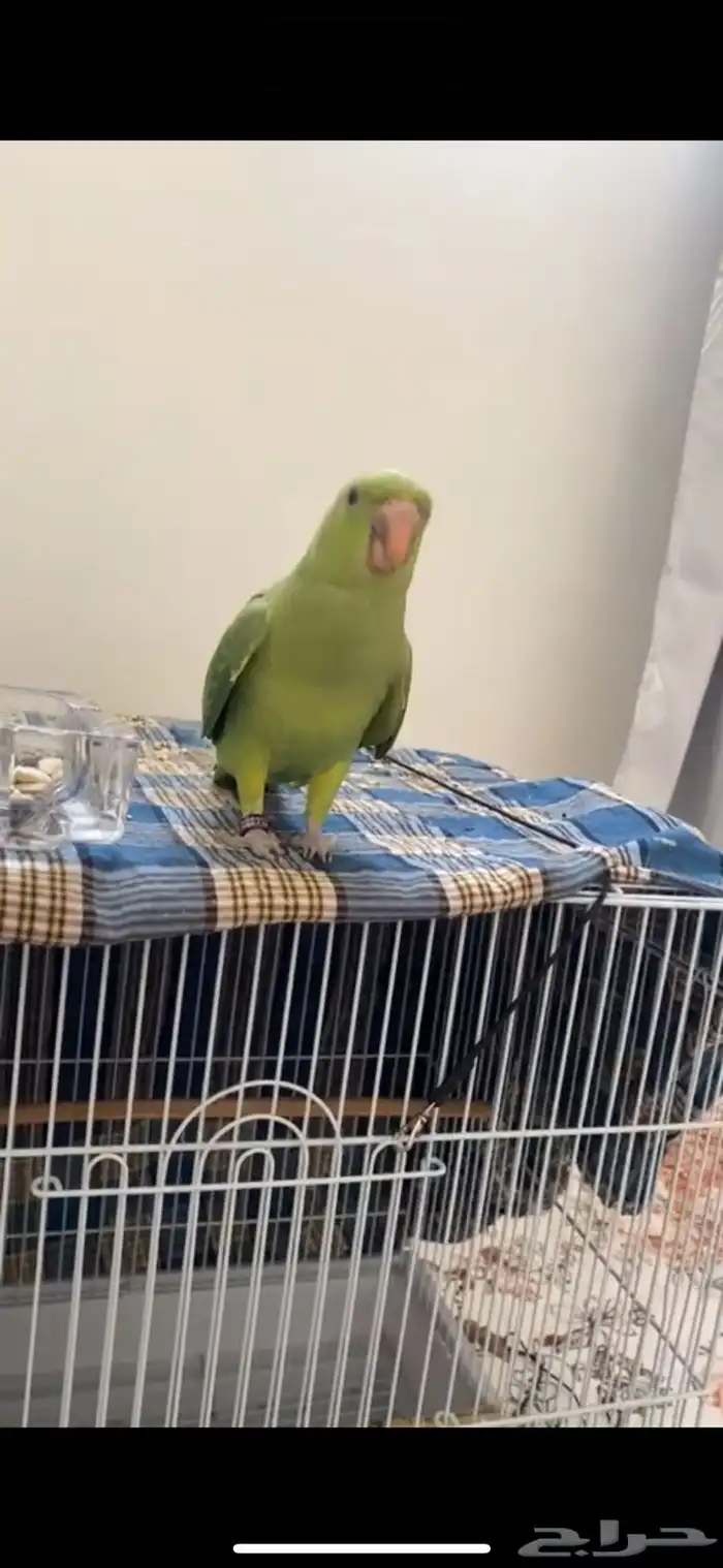 ببغاء ضايع 1