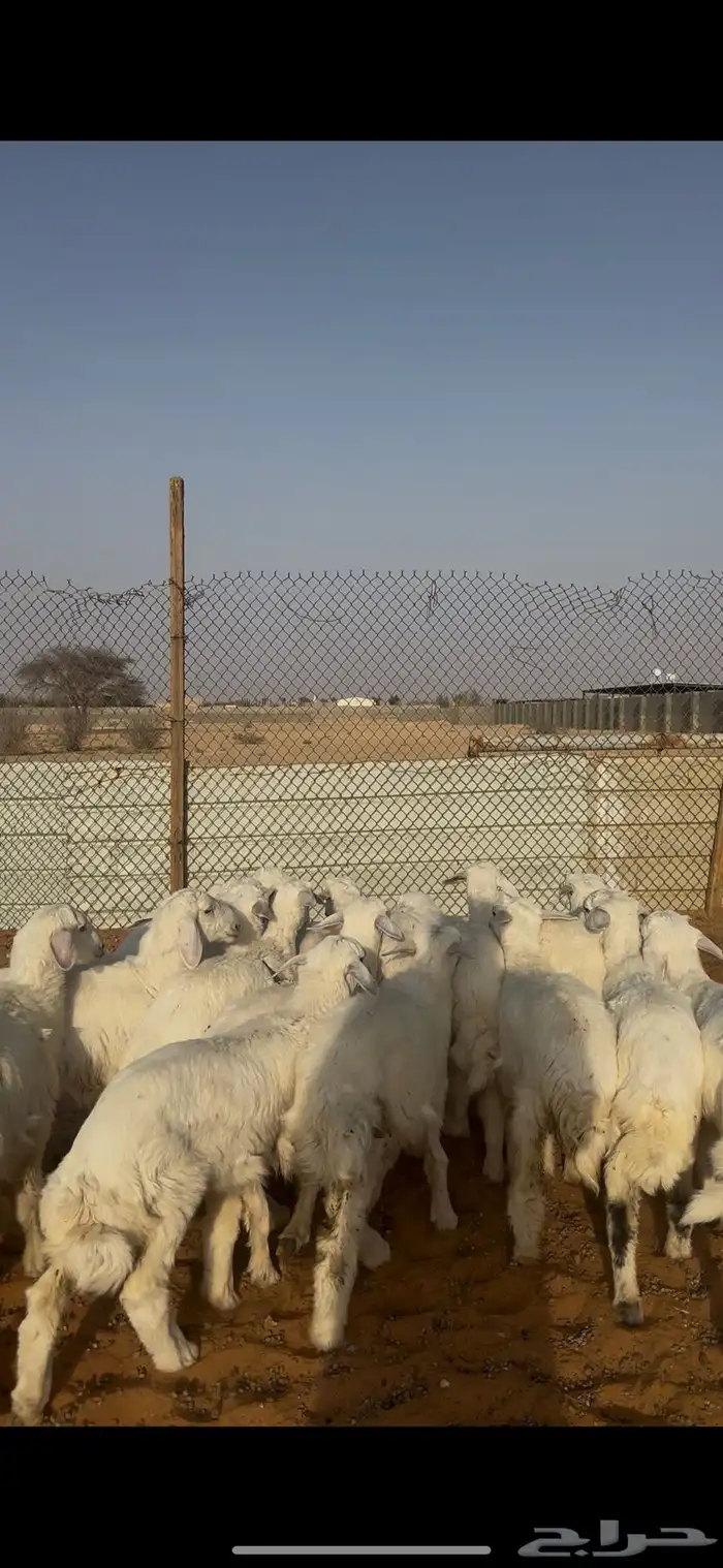 ذبايح هرافا حريات الخرج 5