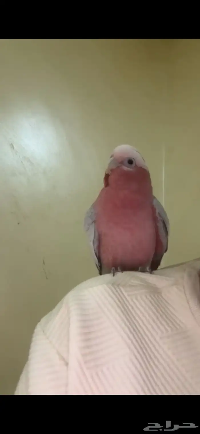 كوكاتو قالا تم البيع 1