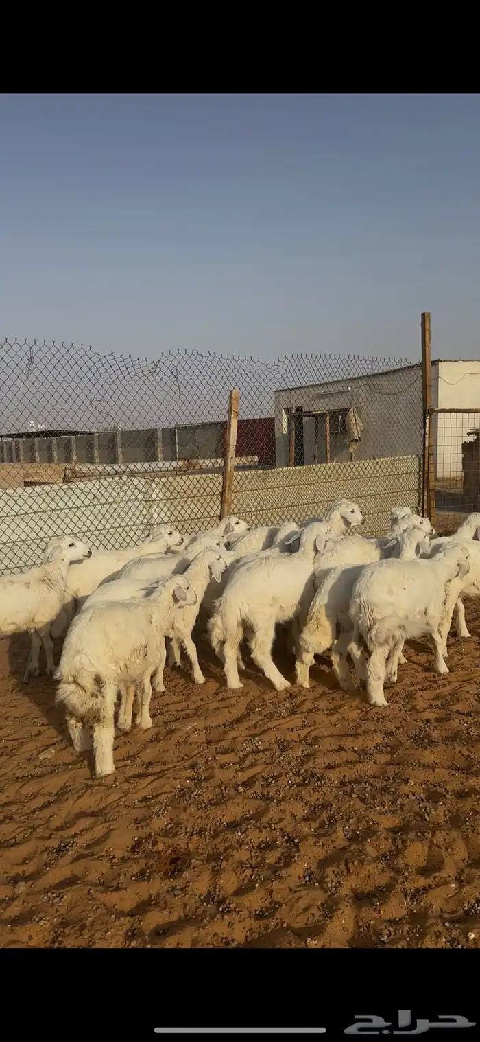 ذبايح هرافا حريات الخرج 0