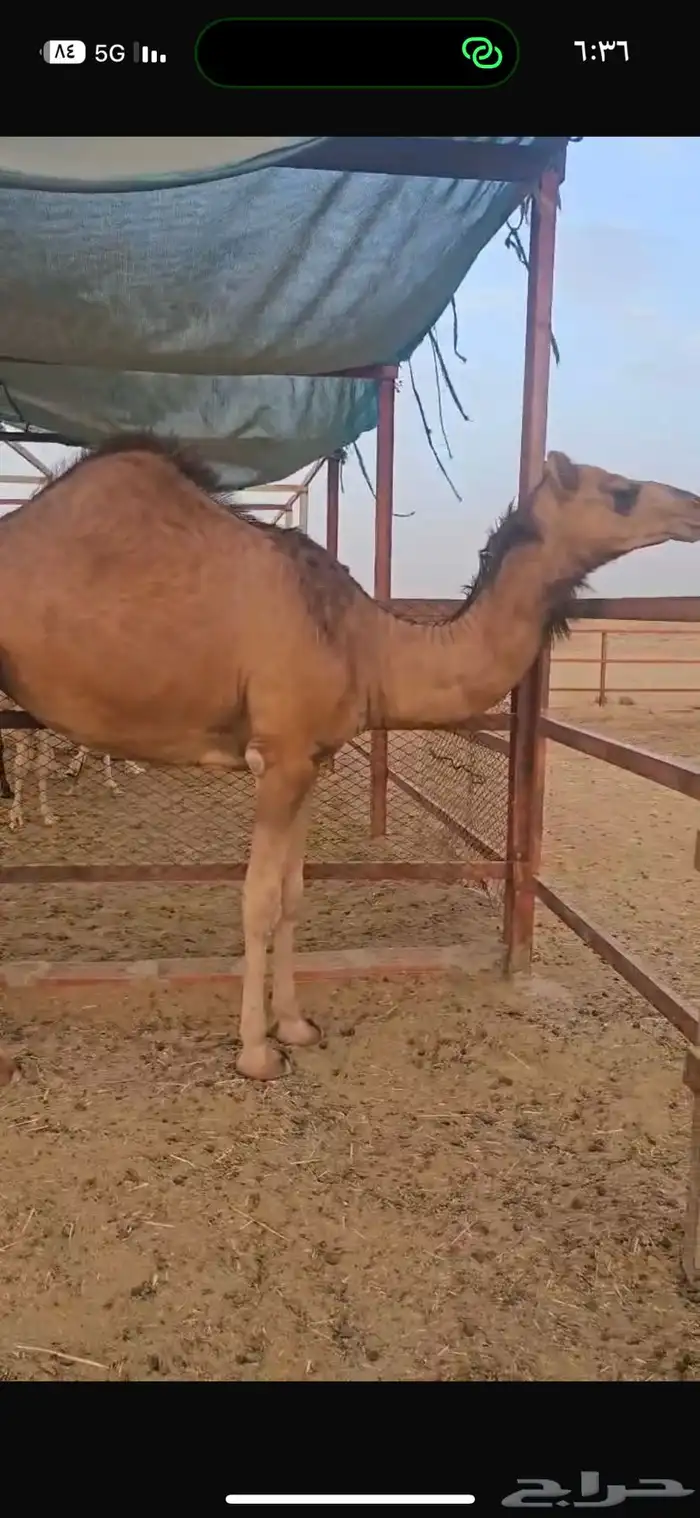 بكره ساحليه فاخره 8