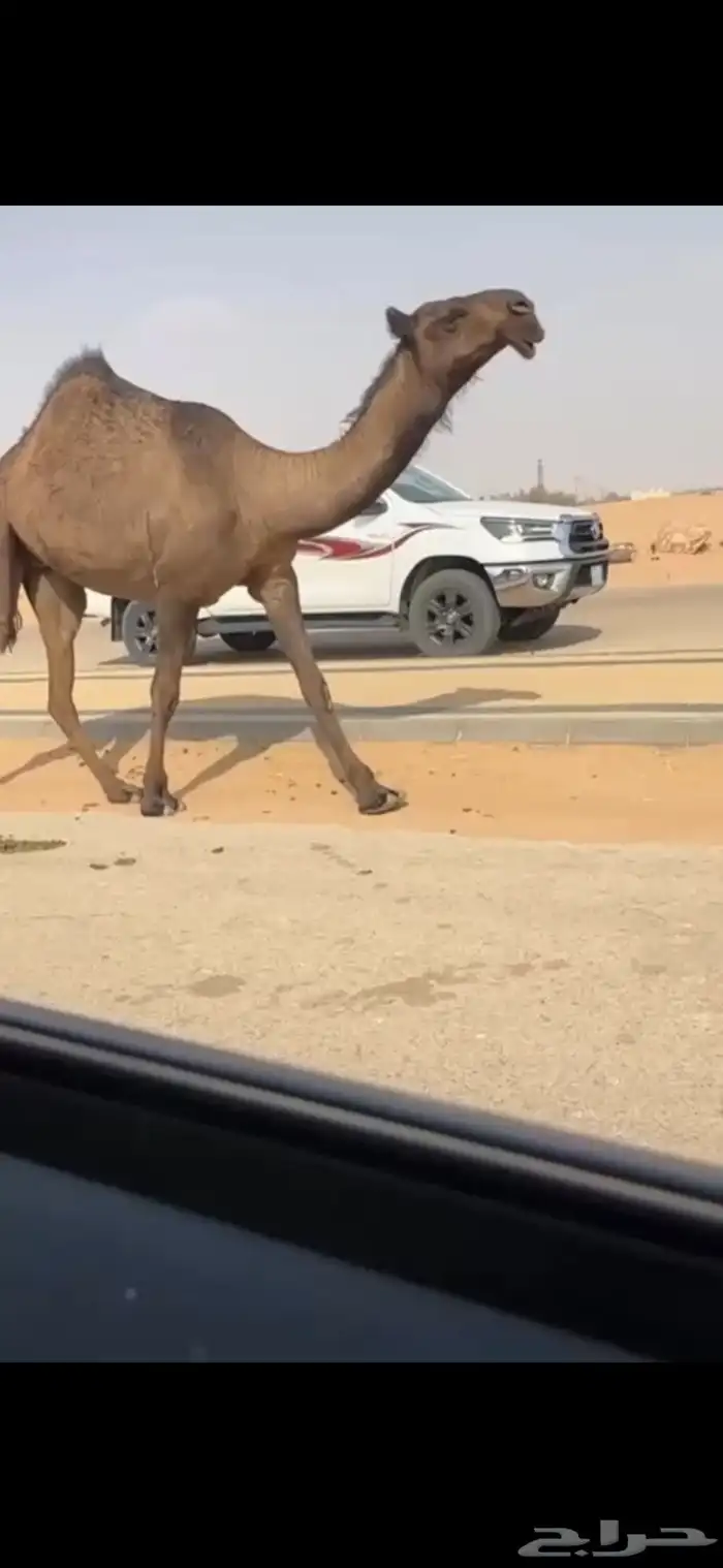 بكره صفرا حقه كفو جدا ابوها ولد عليان بعير دبيان 2