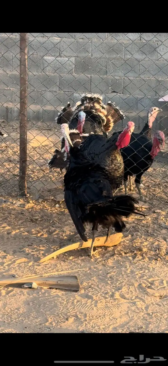 السلام عليكم للبيع ديكه رومي   4 طيبات وعمرهن 9 شهور 1