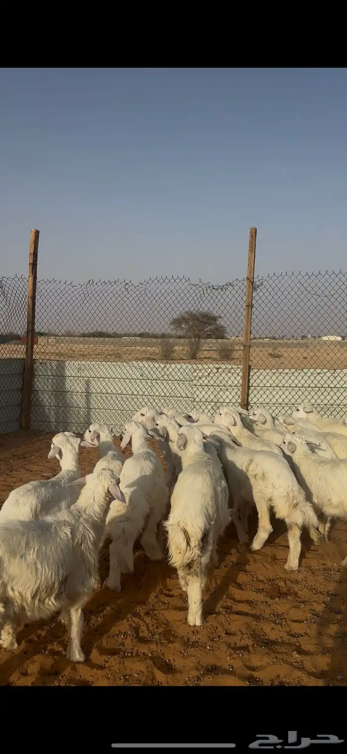 ذبايح هرافا حريات الخرج 2