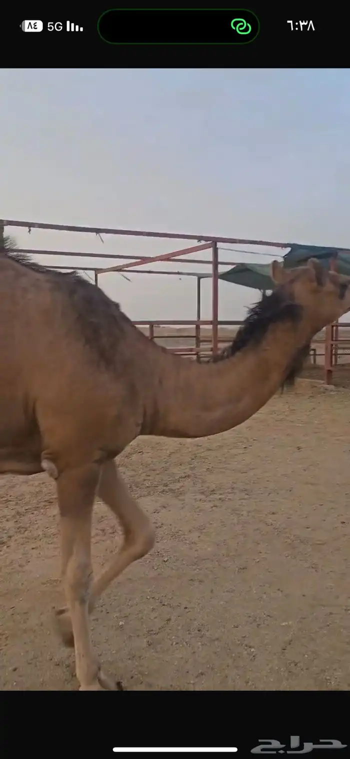 بكره ساحليه فاخره 6