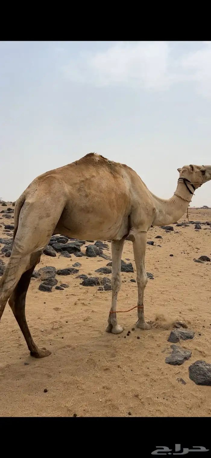 ركبي للبيع 3