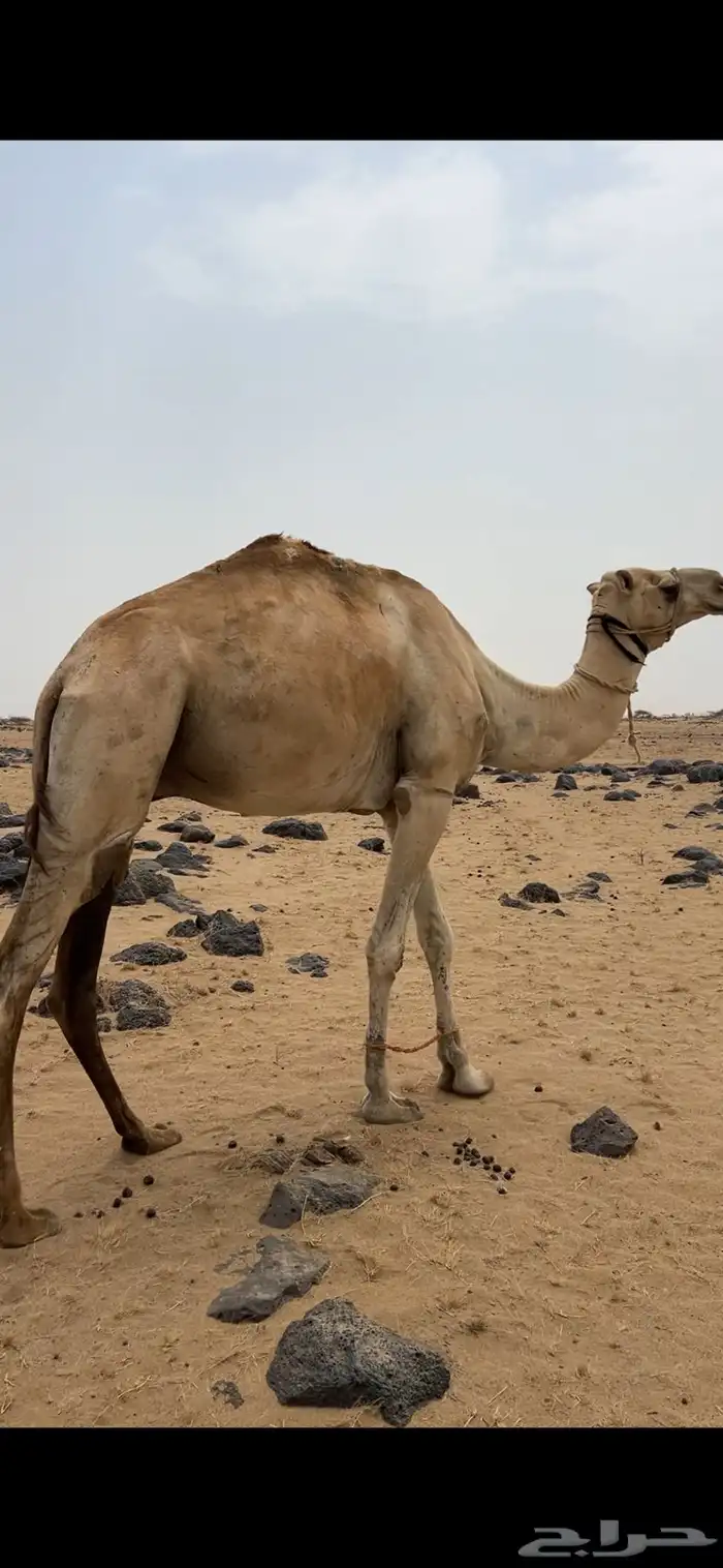 ركبي للبيع 1
