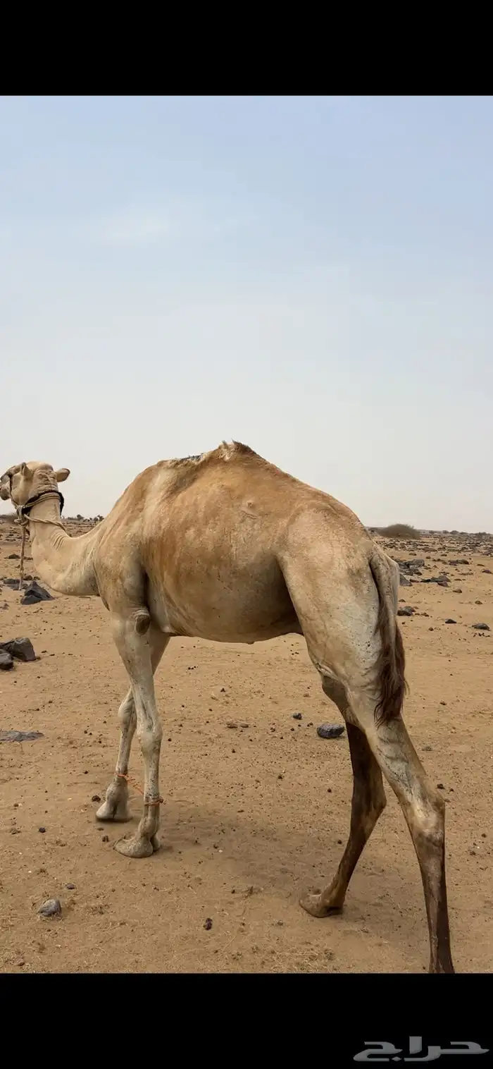 ركبي للبيع 2