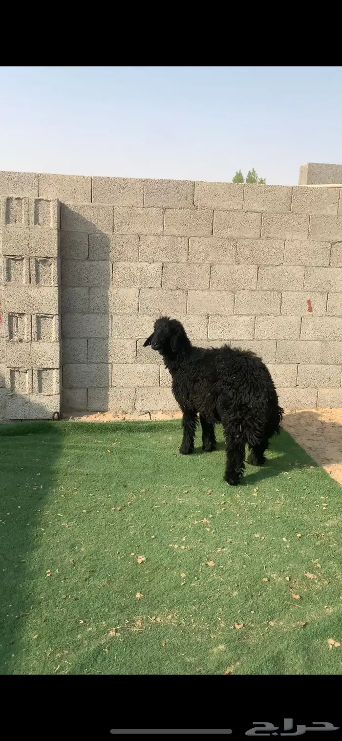 خروف عربي طيب فل العمر 5شهور 0