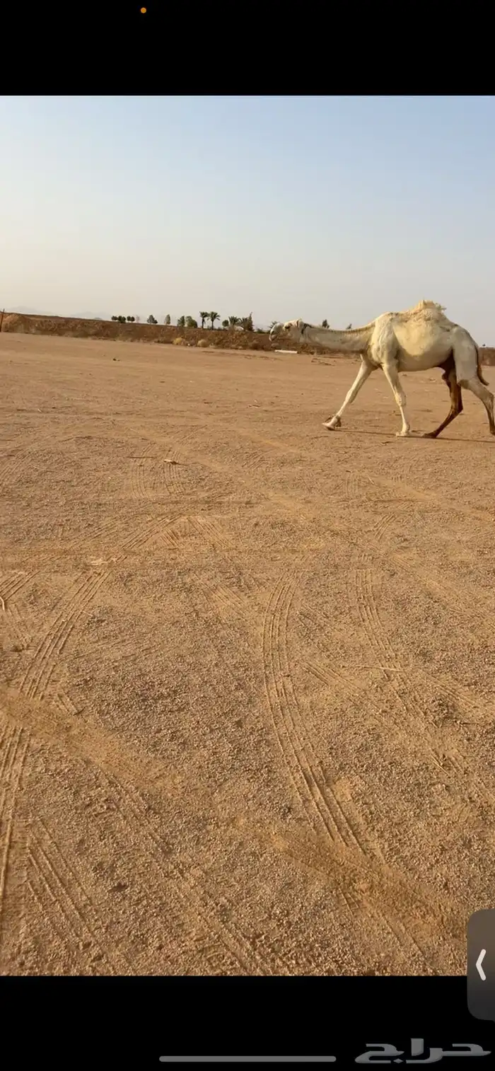 للبيع قعود رماني عل رمان الجبعى 3