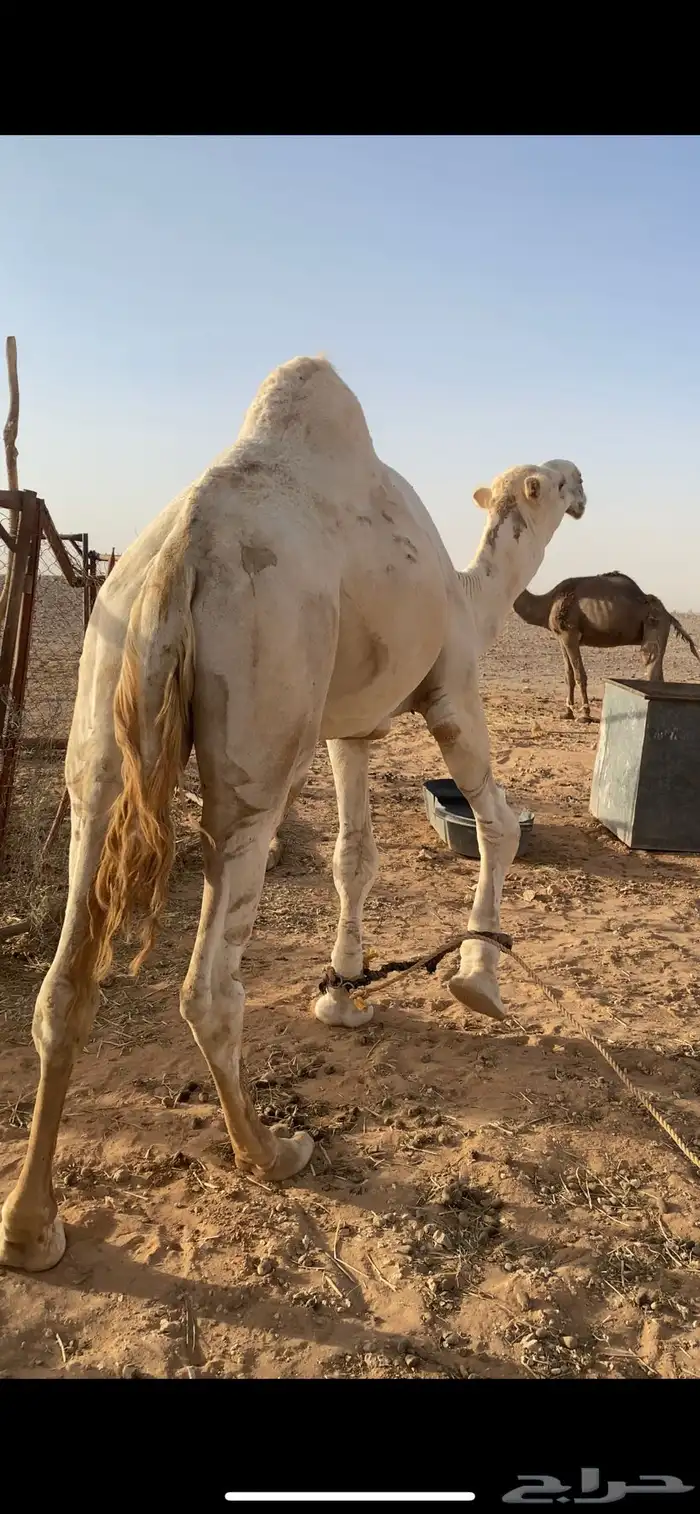 للبيع جمل اوضح عدل وجبر السن رباااع 0