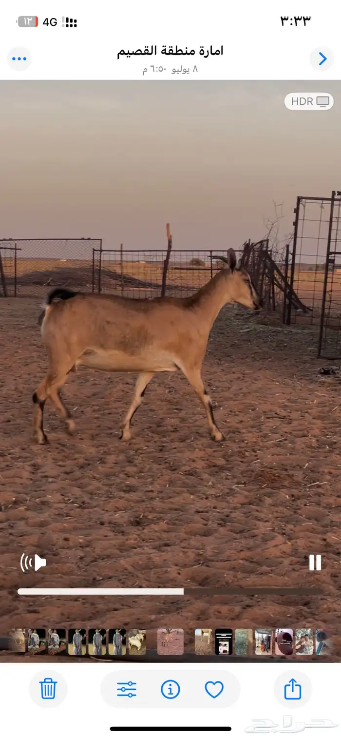 هجين وعل 3