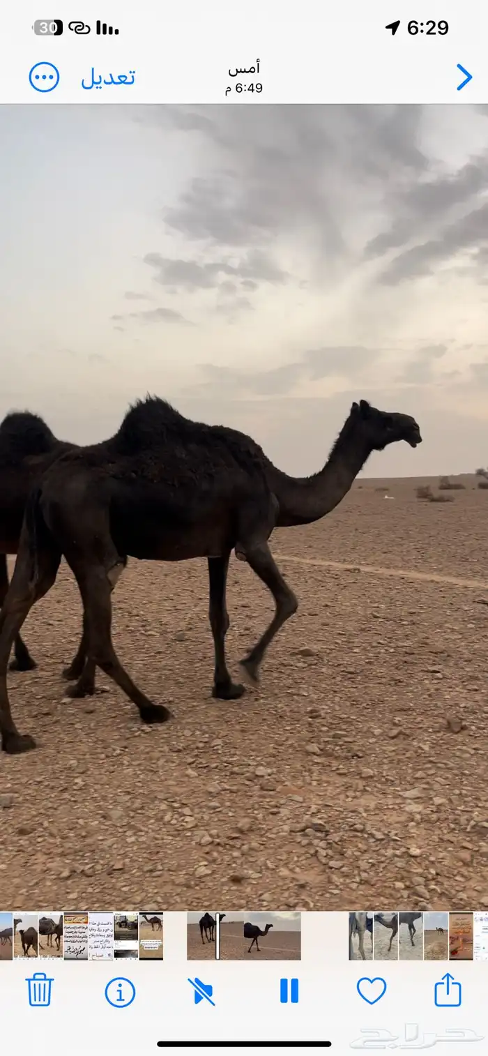اللبيع 4 مجهيم (1) خلفه تحتها بكره (1) ضريبه (2) لقحات 2