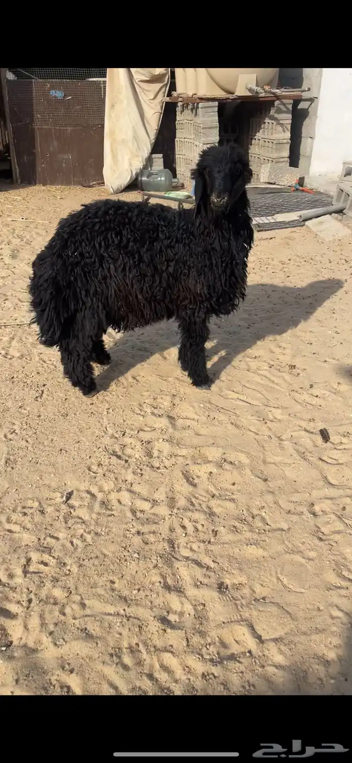 خروف عربي كفو 0