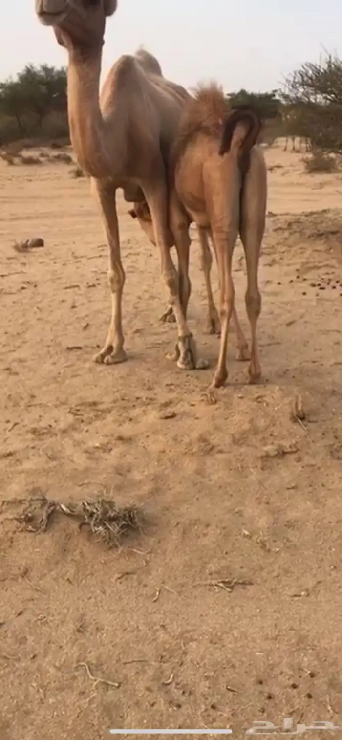بكره كفو علا حليب امها فل شحم 5