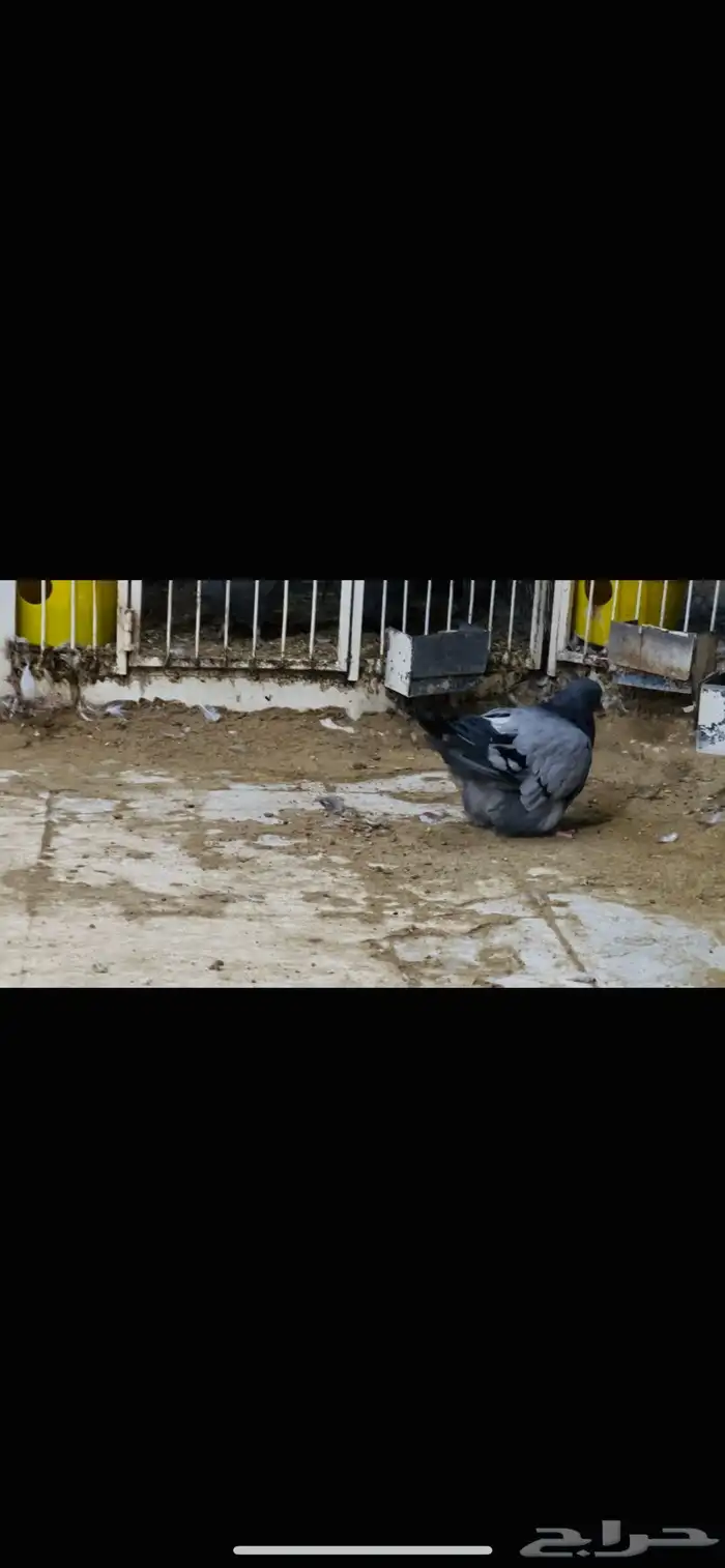 زوج فرش حامل لمن 3