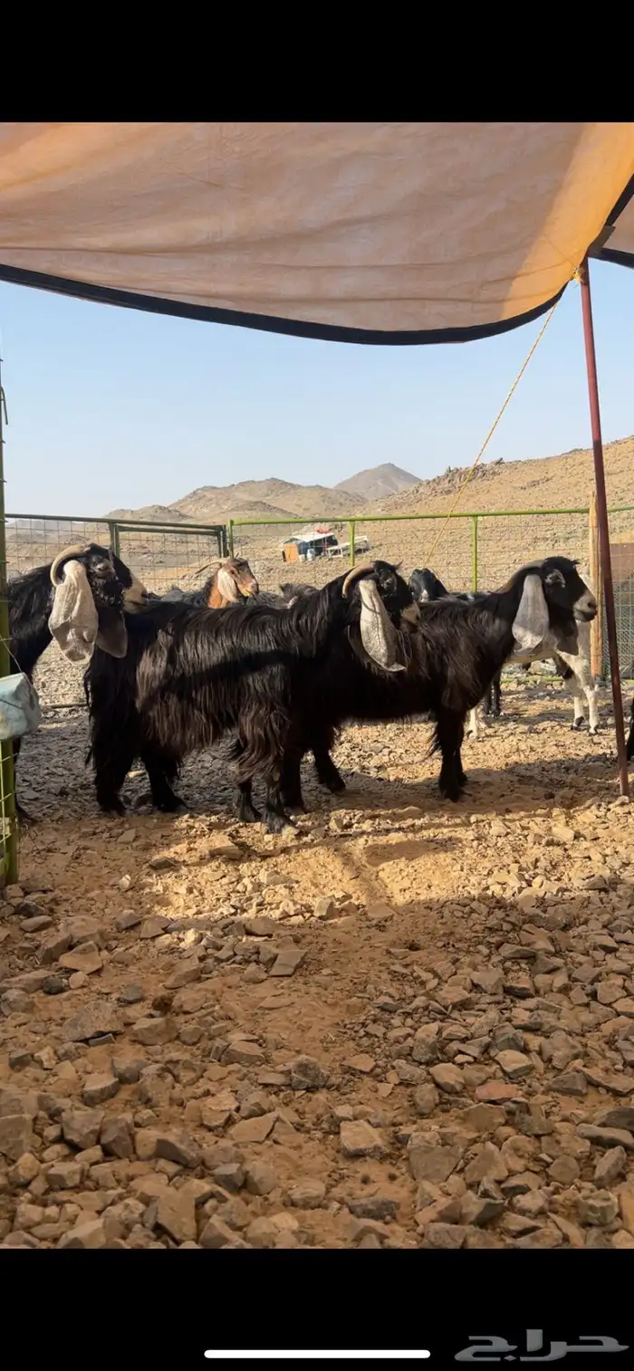 عوارض معزا صنف 0