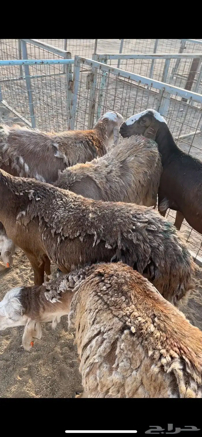 سواكني حمري تربيه 2