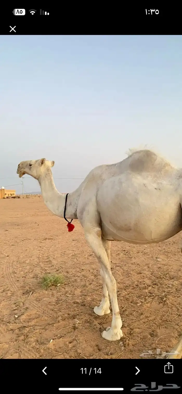 ناقة للبيع او للبدل ب غنم او معزا 5