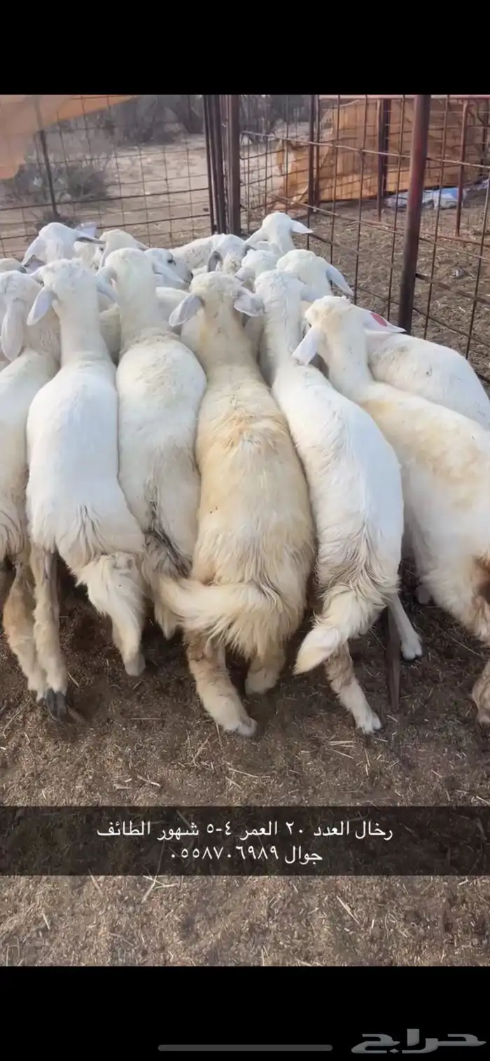 رخال اللي بيقنى واللي بيذبح 0