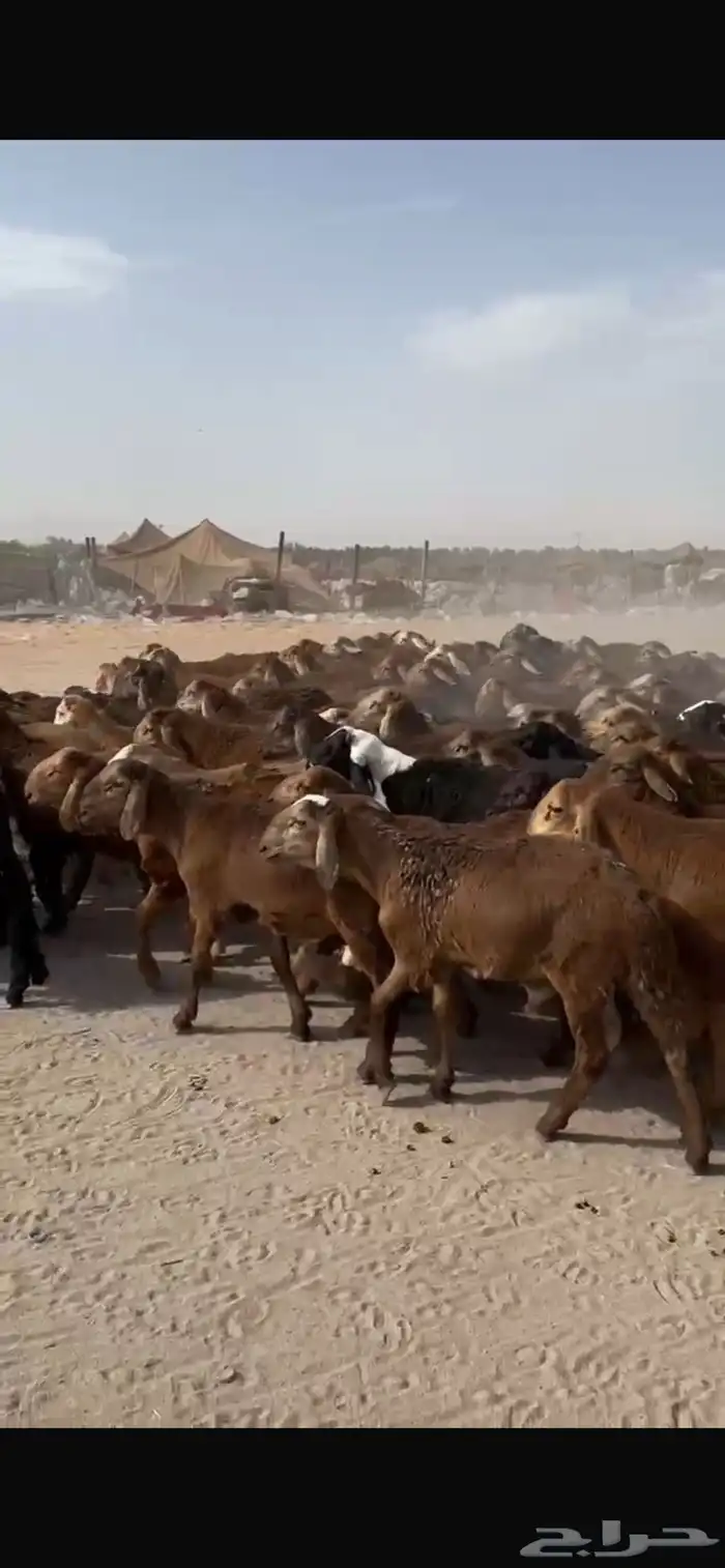 طليان سواكني حمري جروم 0