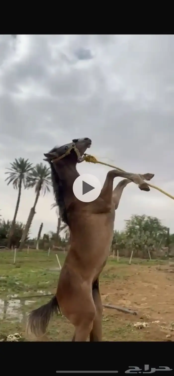 مهر شعبي 4