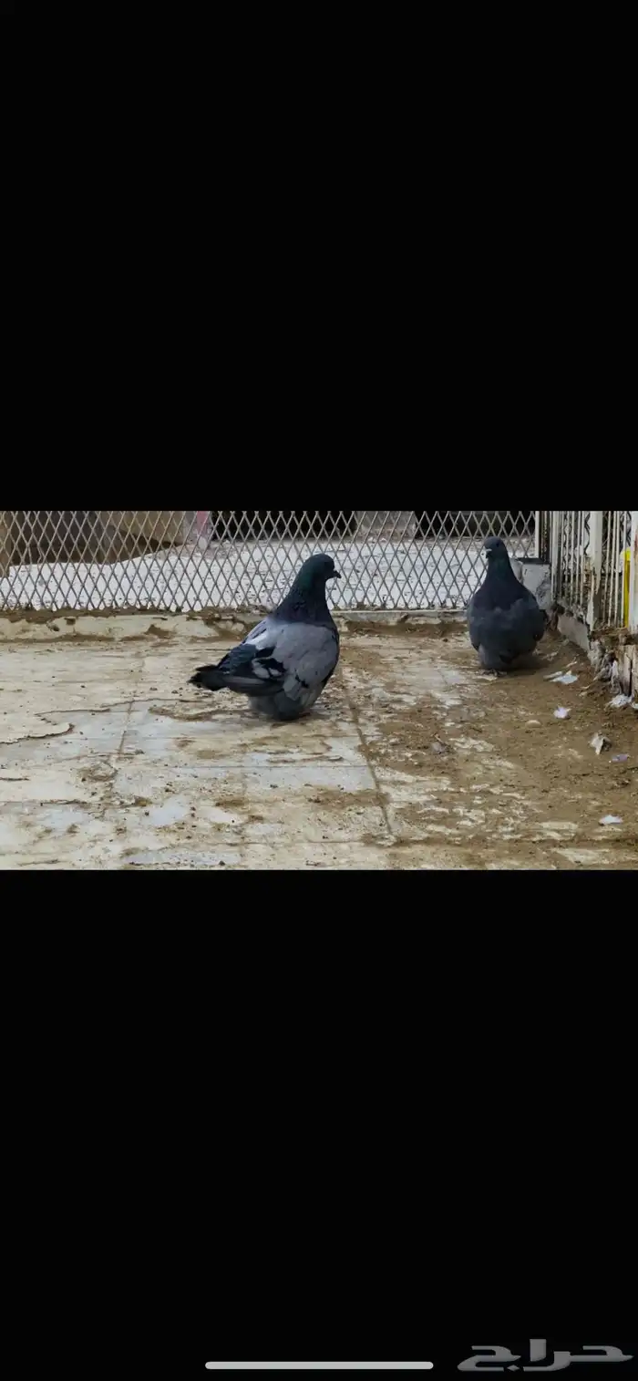 زوج فرش حامل لمن 2