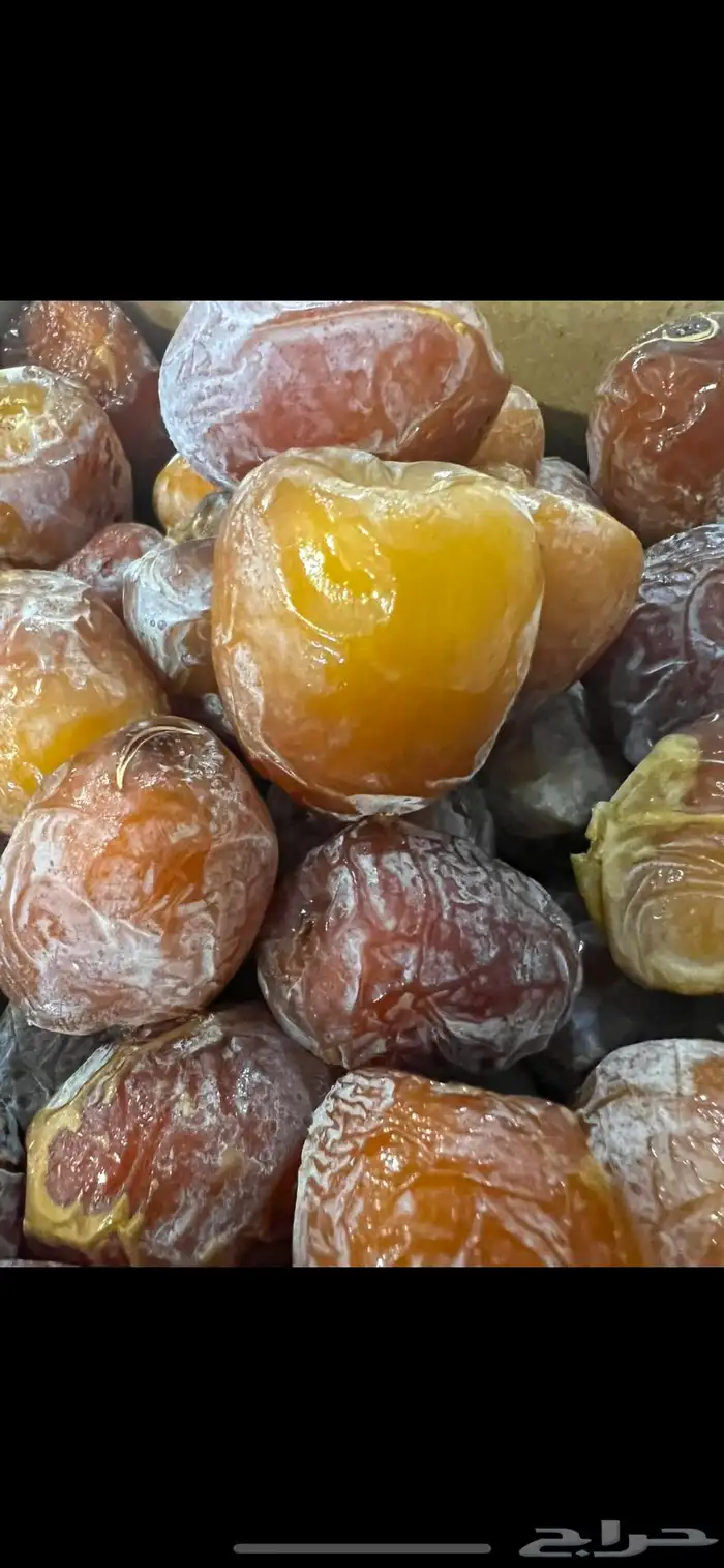 تمر رطب نبته حصان فاخره وباردة موسم 1447 0