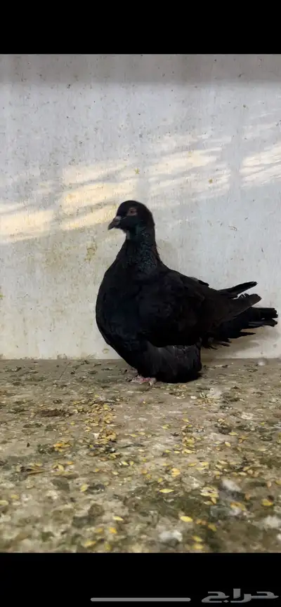 ذكر فرنش موندين 3