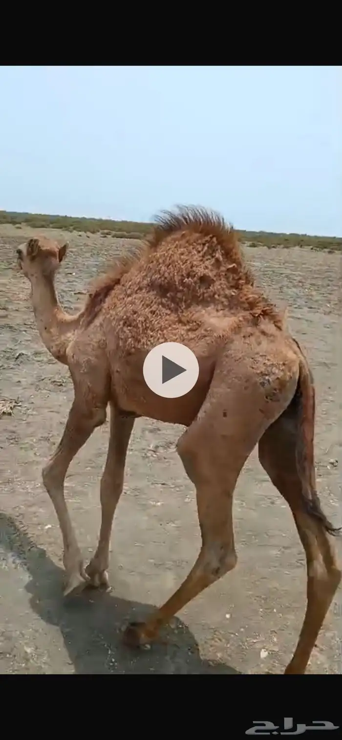 قعودين شحم للبيع 7
