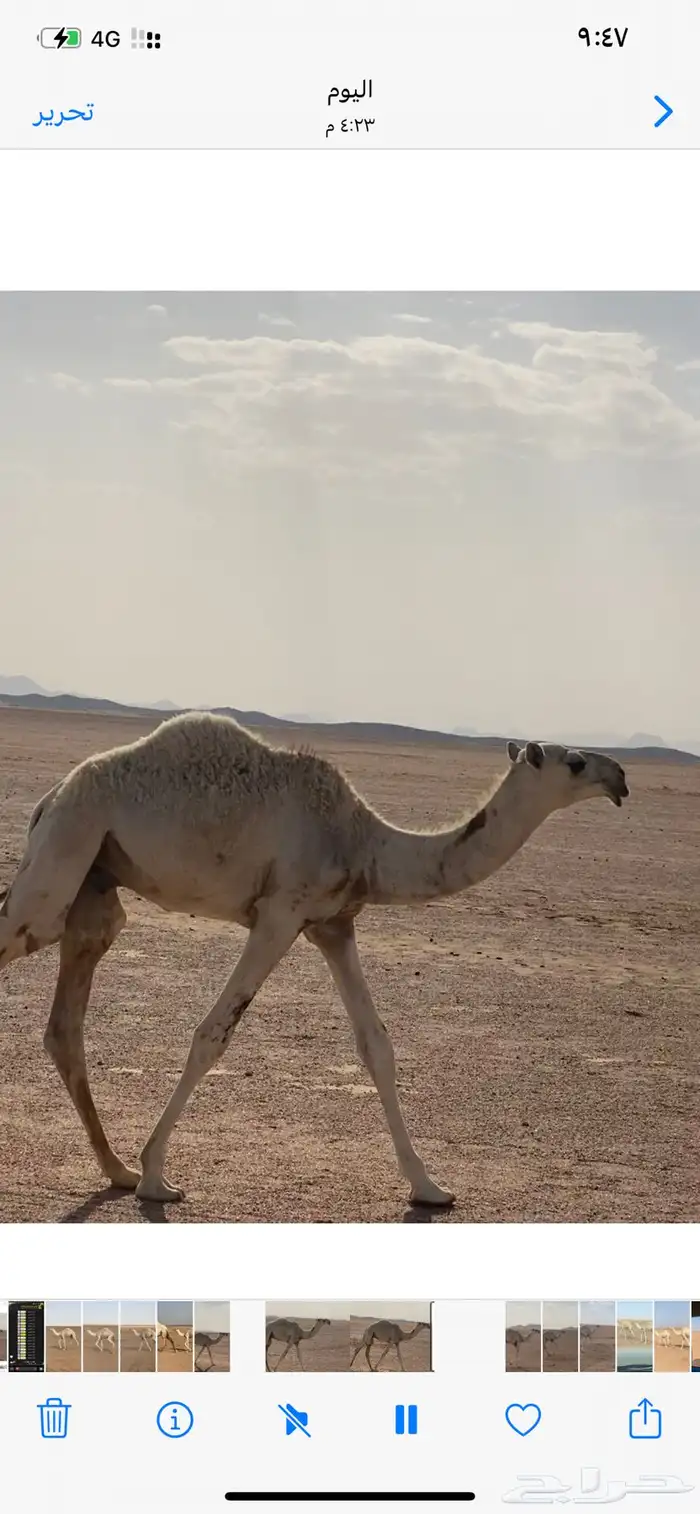 قعود رماني كفو 1