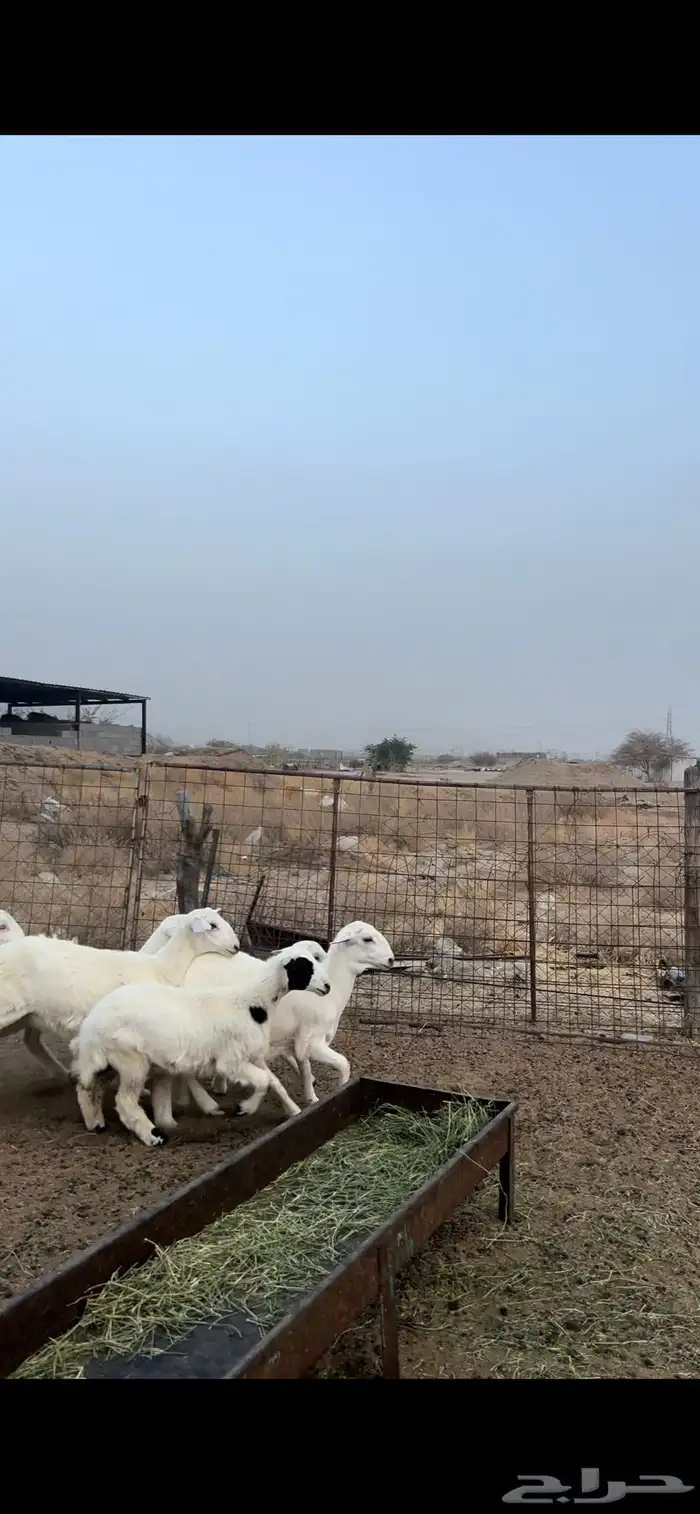 5 طليان و 5 رخال 1