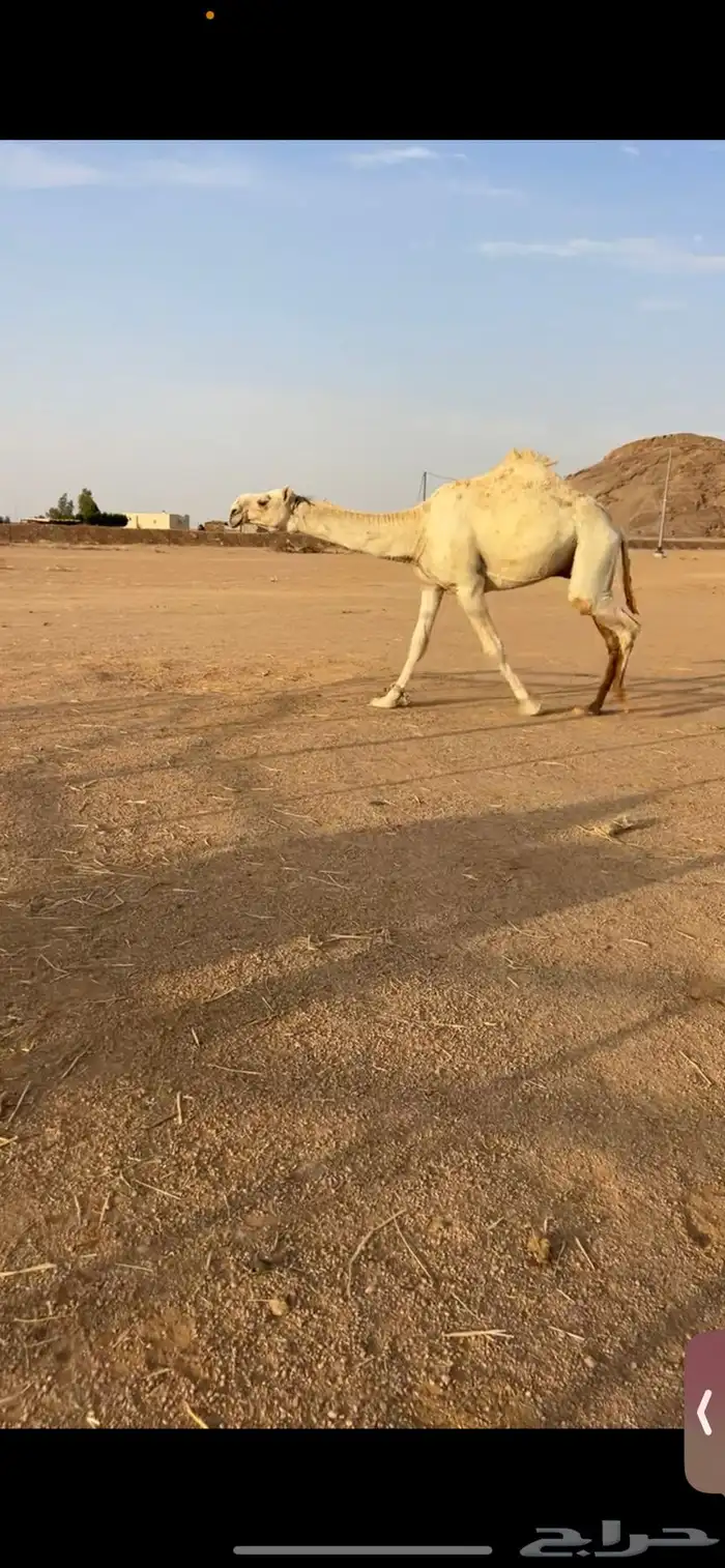للبيع قعود رماني عل رمان الجبعى 6