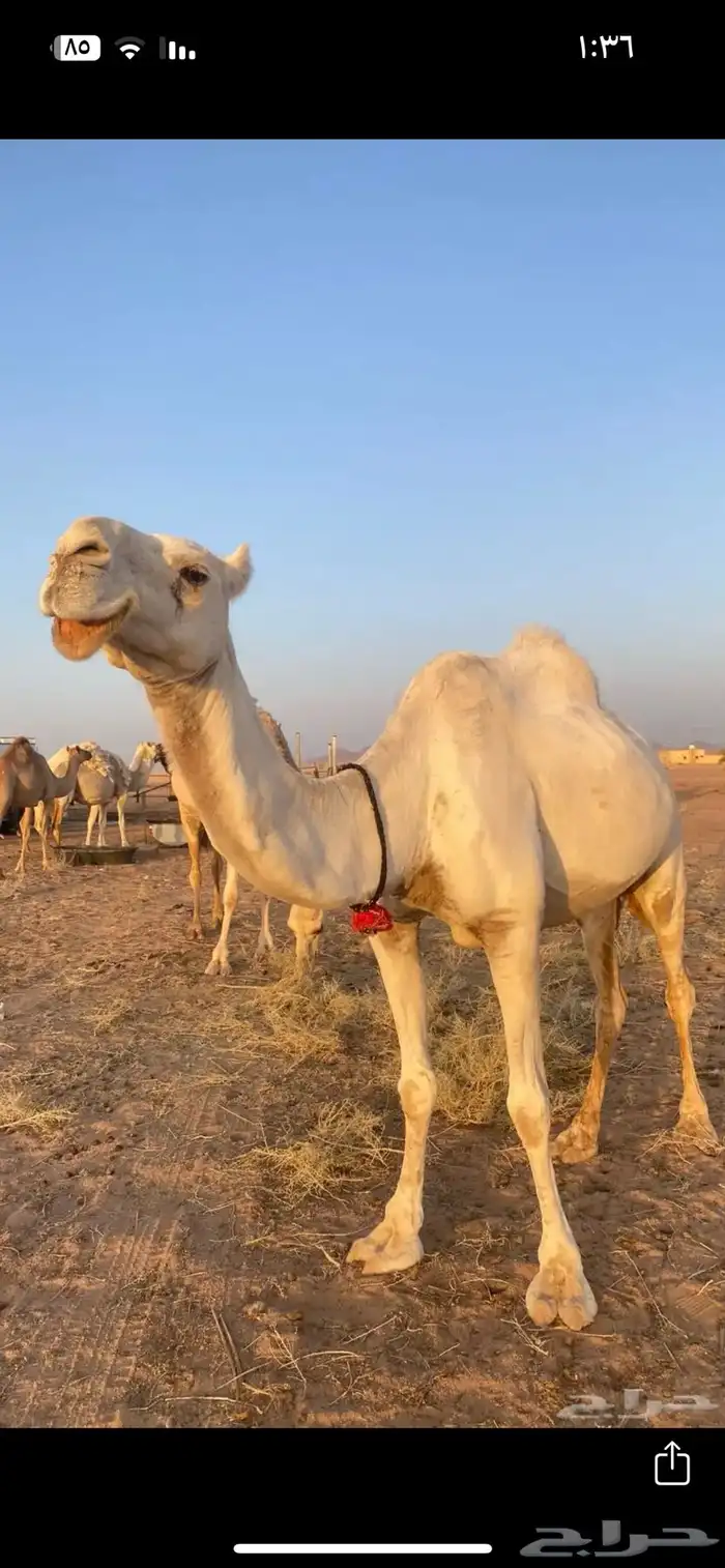 ناقة للبيع او للبدل ب غنم او معزا 2