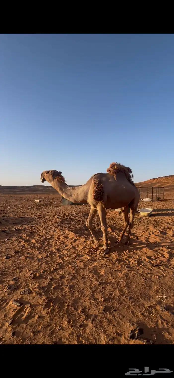 جمل اشعل 1