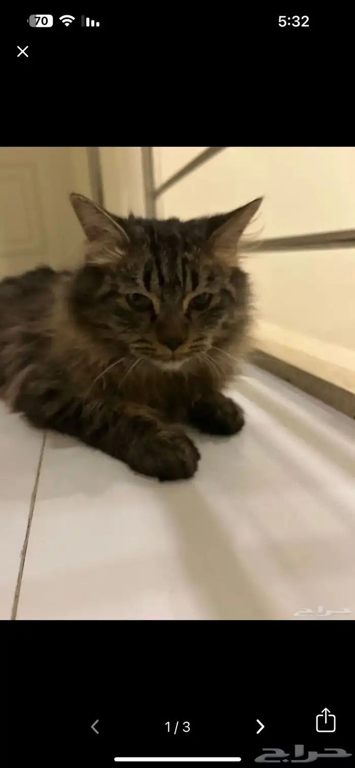 قطوه للتبني ذكر 2