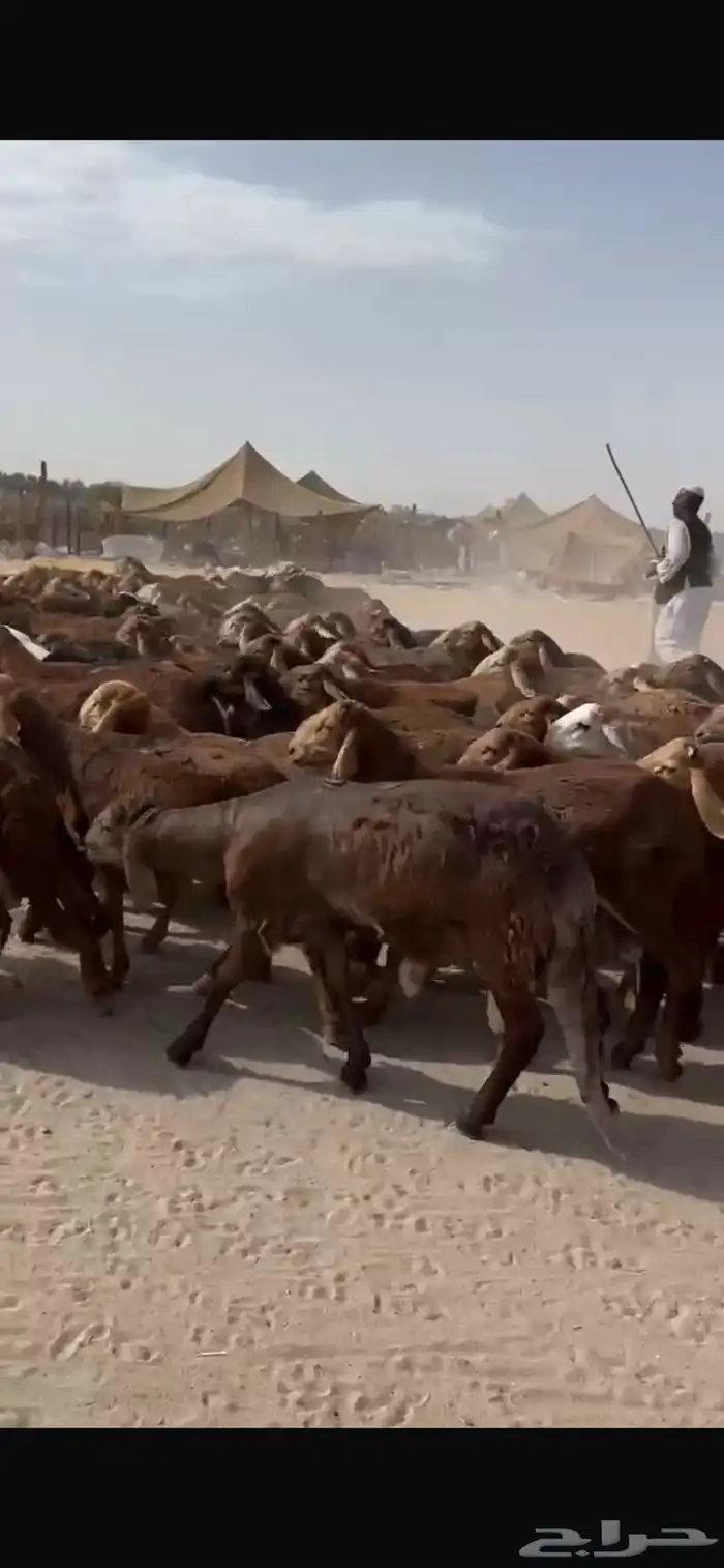 طليان سواكني حمري جروم 2