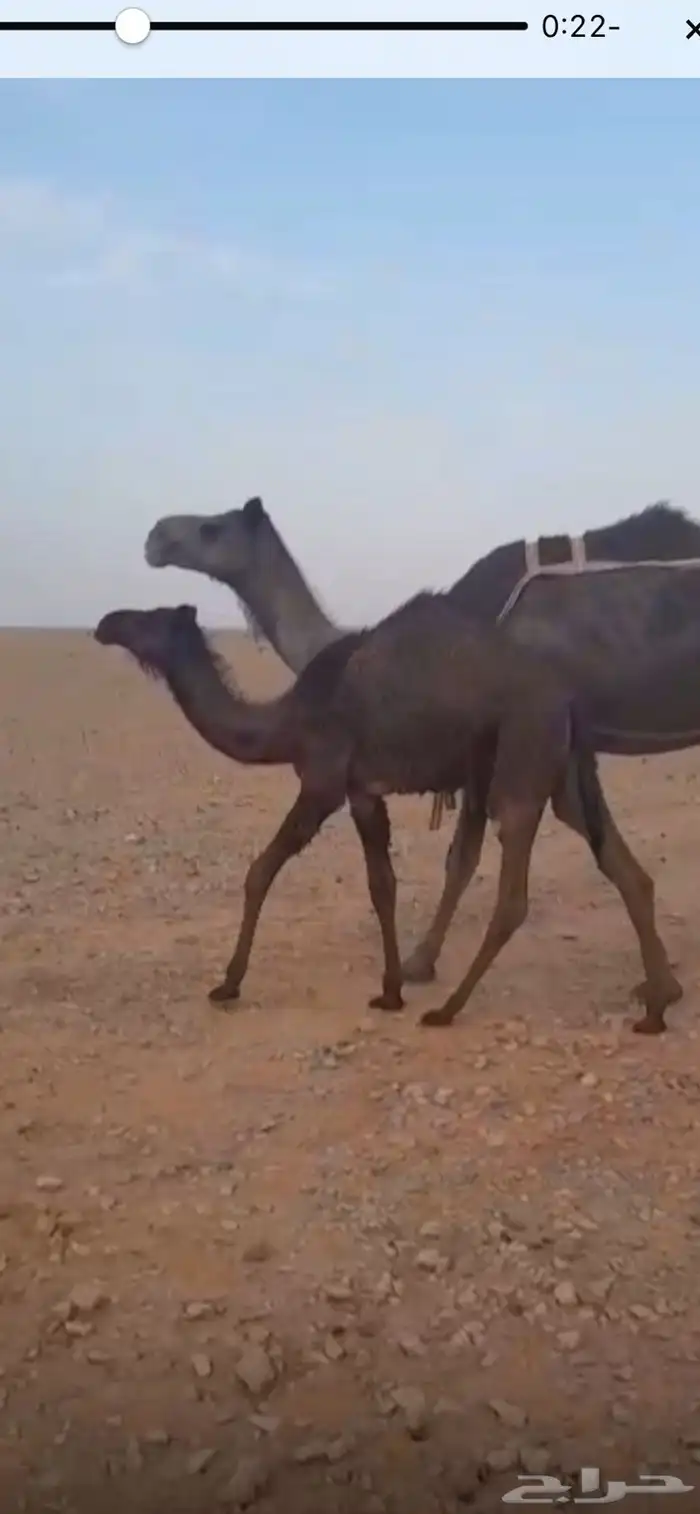 اللبيع 4 مجهيم (1) خلفه تحتها بكره (1) ضريبه (2) لقحات 0