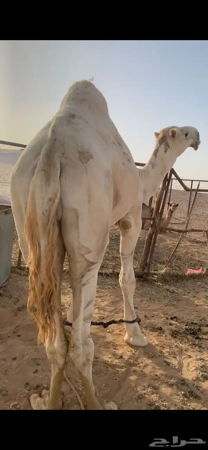 للبيع جمل اوضح عدل وجبر السن رباااع 1