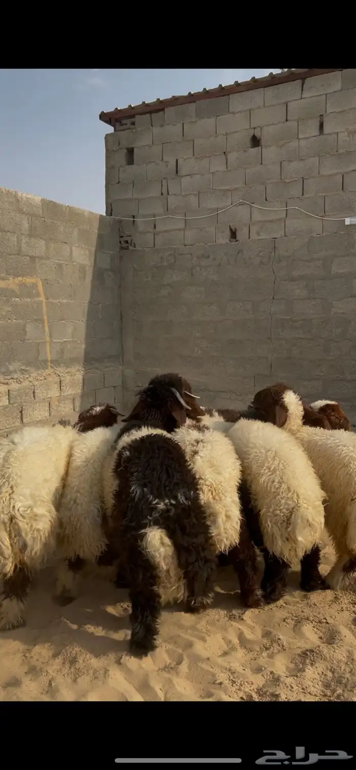 خرفان نعيم طيبة 2