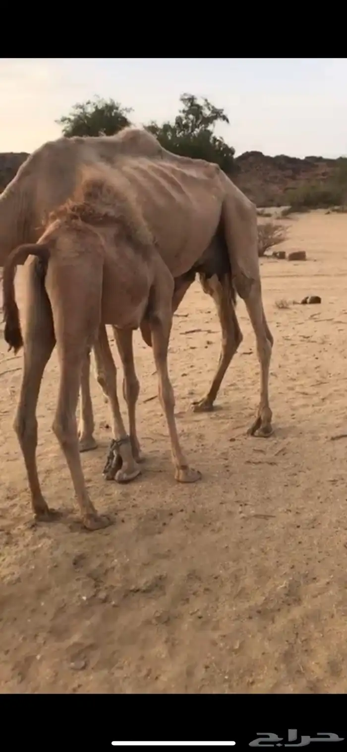 بكره كفو علا حليب امها فل شحم 4