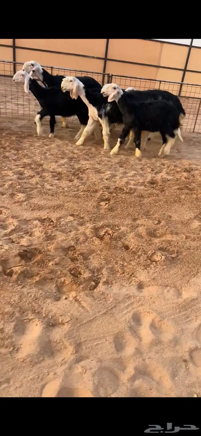رخال نجد صنف 0