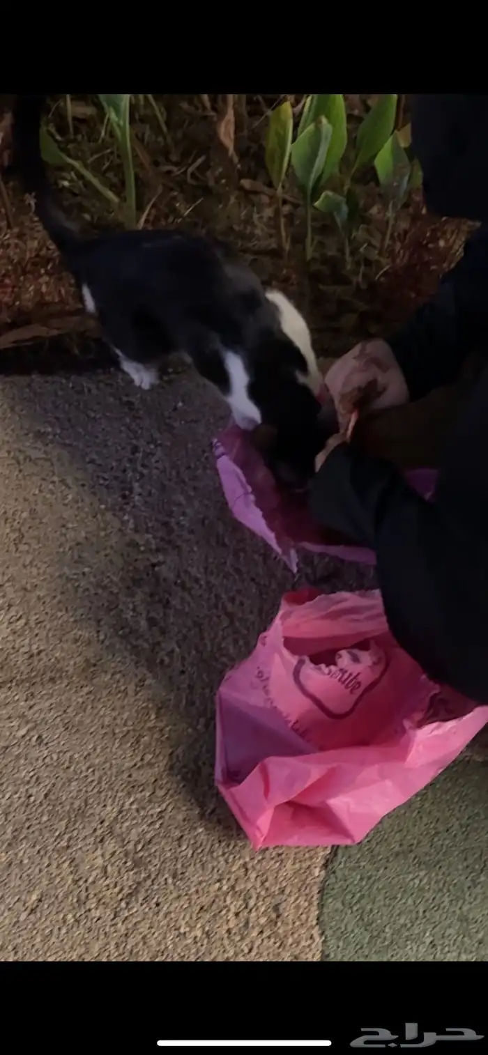 بنات عسل القطوه حنونه مره تهبل نفسي اخذها بس اهلي رافضين 0