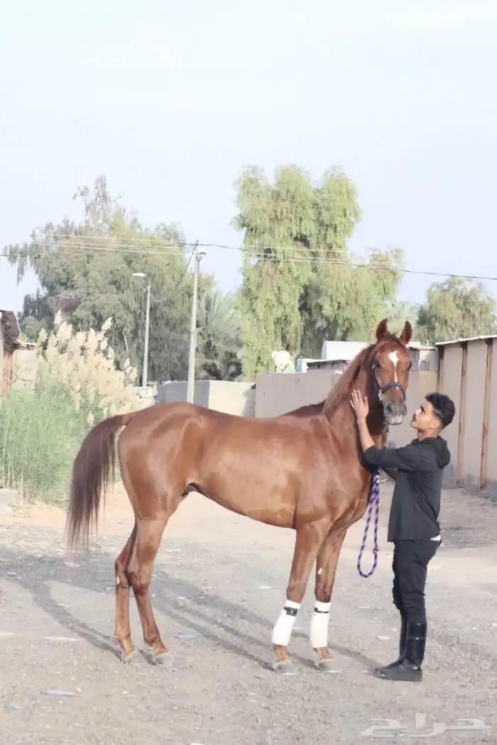 حصان واهو سرعه 0