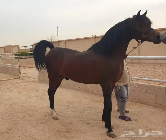 نبيع ونشتري خيول للبيع جمله وتفريد 0