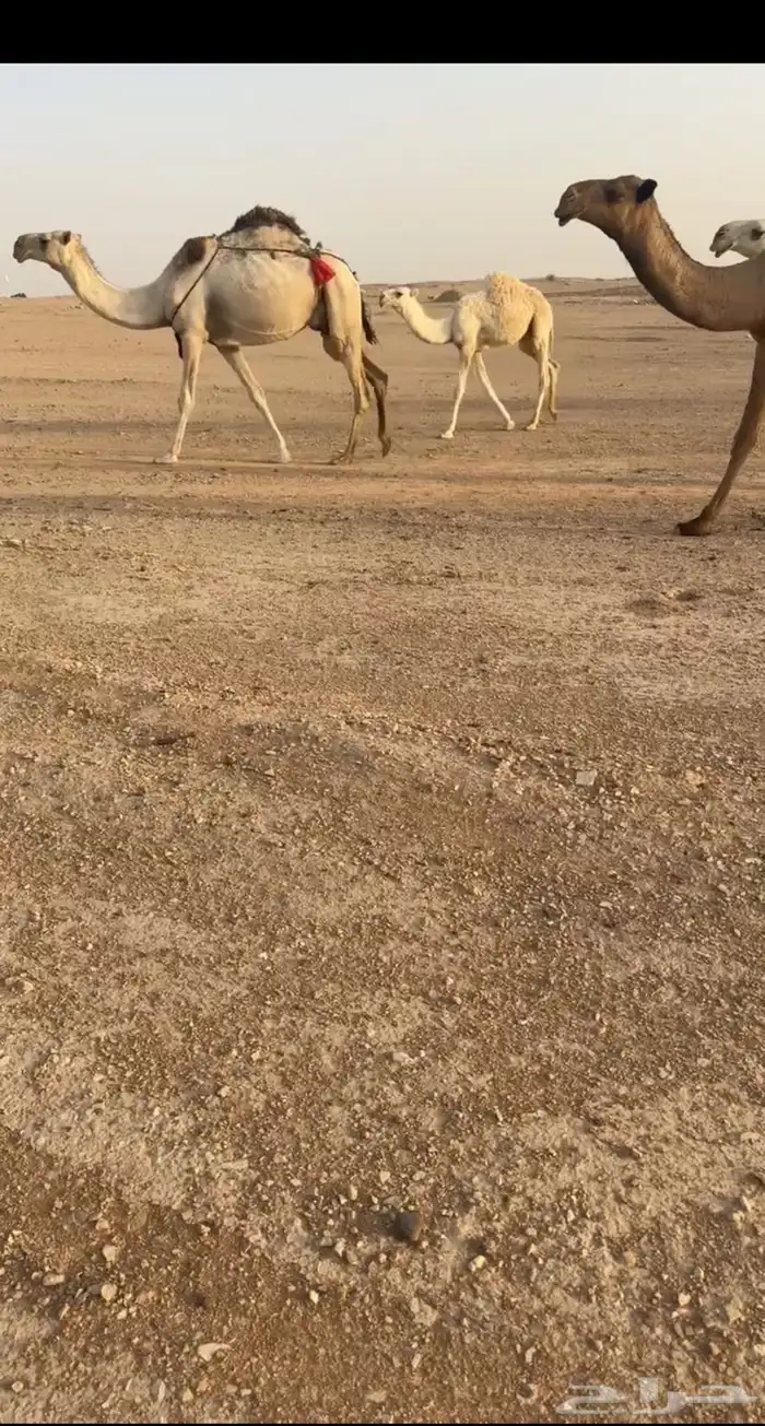 للبيع ابل ذود كفو 7