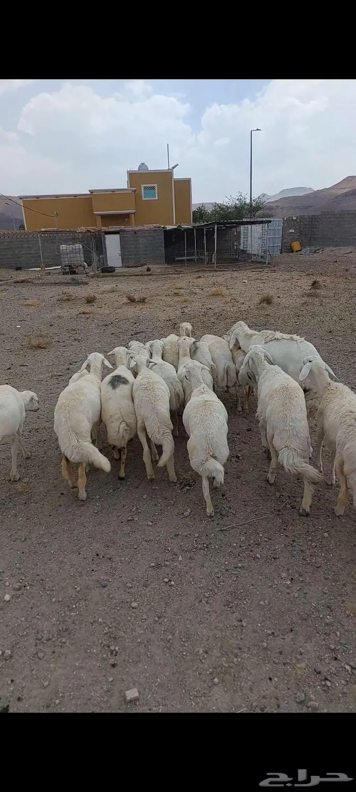 غنم للبيع 2
